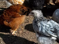 Chickens — الصورة 4