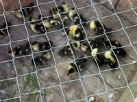 Ducks — photo 3