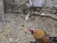 Chickens — Foto 1