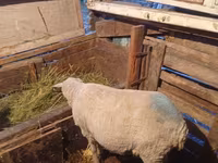 Ram, Merino sheep — photo 2