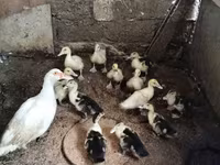 Ev Muskovisi — foto 3