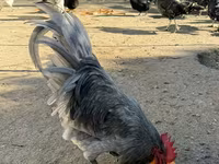 Chickens — photo 2