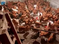 Chickens — Foto 7