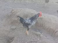Chickens — foto 1