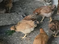 Chickens — 照片 2