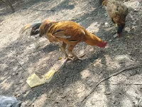 Malay Game — photo 1