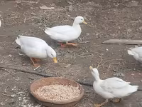 Ducks — photo 4