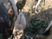 Cabro, Cabras — foto 4