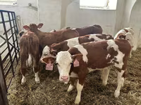Buğa, Simmental cattle — foto 1