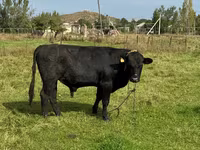 Buğa, Aberdin – Angus — foto 3