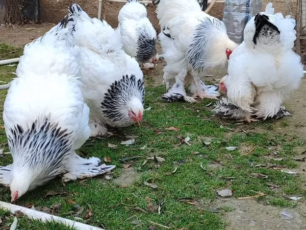 Brahma — Azerbaijan