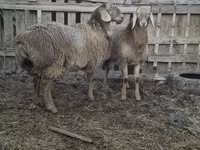 Вівця, Arashan sheep — фото 7