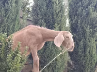 Keçi, Keçilər — foto 1