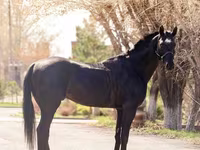 At, Thoroughbred horse — foto 3
