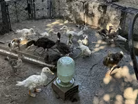 Ducks — الصورة 1