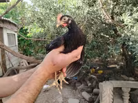 Chickens — photo 2
