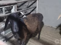 Ram, Sheep — photo 4