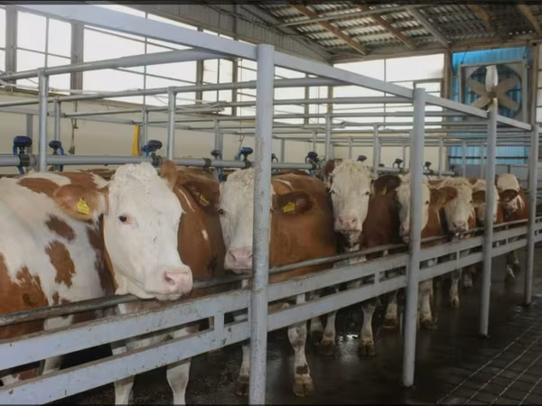 公牛, Red-spotted breed — 阿塞拜疆