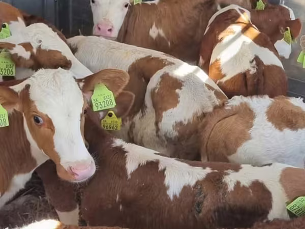 أبقار (دفعة، الجنس غير محدد), Simmental cattle