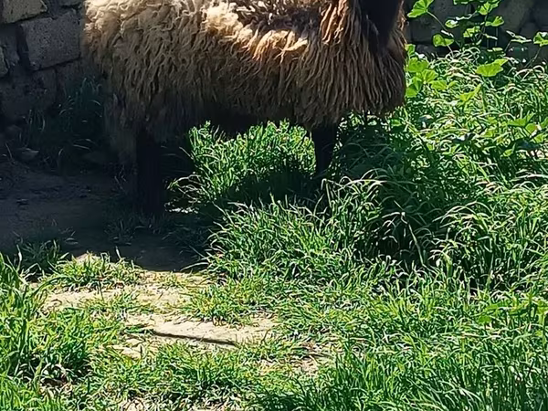 Carnero, Ovejas