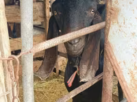 Keçi, Kamori goats — foto 4