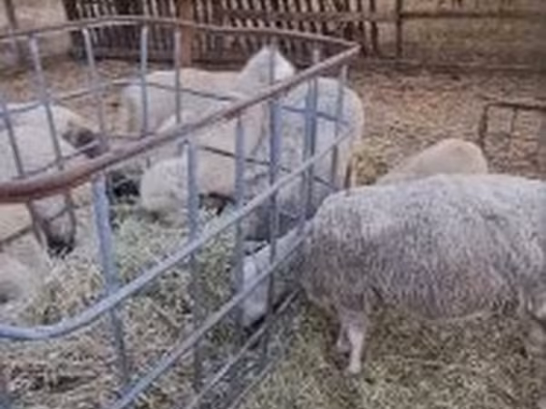 Beran, Cerry Hill sheep