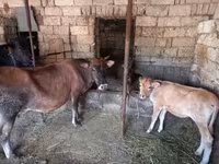 Cow, Simmental cattle — photo 8