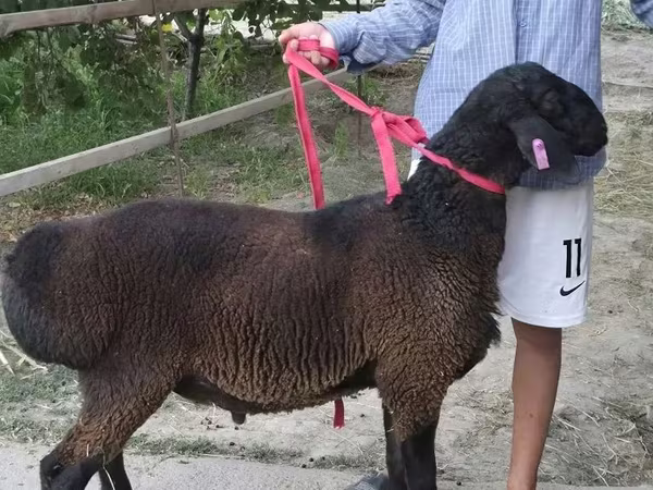 Ram, Sheep