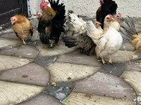 Chickens — الصورة 3
