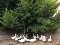 Ducks — 照片 4