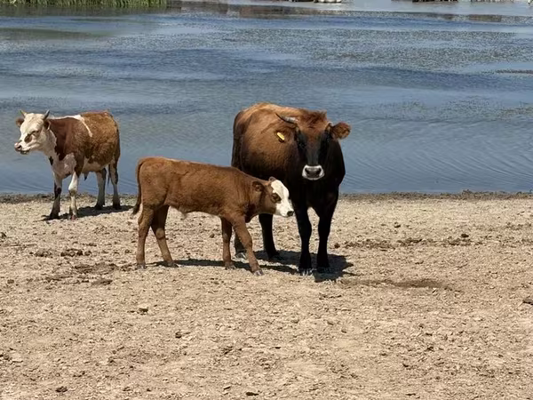 Cow, Cattle