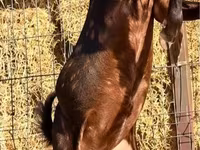 Ziegenbock, Kamori goats — Foto 2