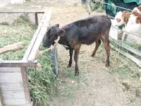 Vaca, Ganado vacuno — foto 4