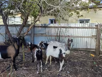 Goat, Kamori goats — photo 3