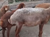 Sheep, Sheep — photo 7