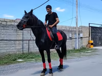 Atlar (partiya, cinsi göstərilməyib), Atlar — foto 3