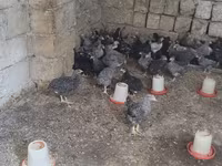 Chickens — photo 1