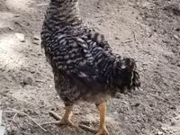 Chickens — photo 2