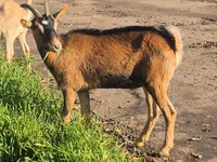 Ziege, Alpine goat — Foto 6