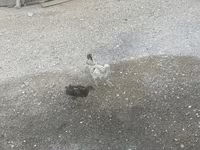 Chickens — Foto 3