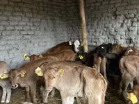 公牛, Cattle — 照片 4