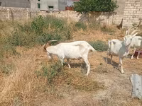 Dişi keçi, Saanen goat — foto 7