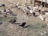Ducks — photo 5