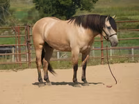 At, Atlar — foto 1