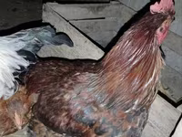 Chickens — الصورة 4