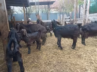 عنزة, Damask goat — الصورة 5