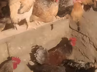 Chickens — photo 1