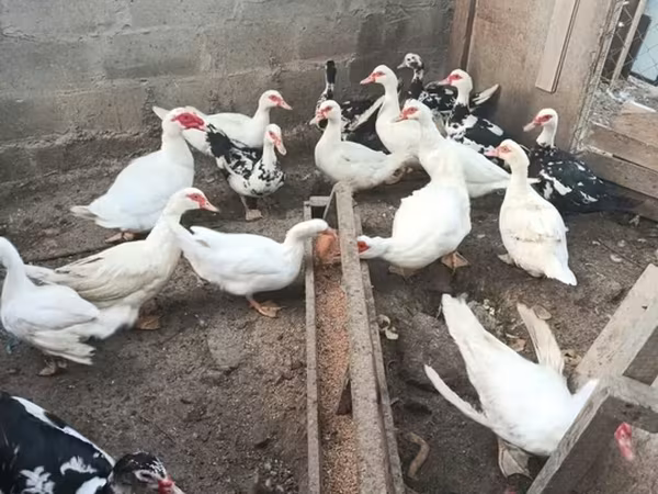 Ducks — Azərbaycan