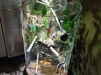 Unikal şaquli terrarium/volyer – dekorativ ağac gövdəsi və təbii — фото 5