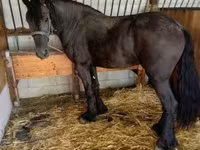 Yegua, Friesian — foto 3